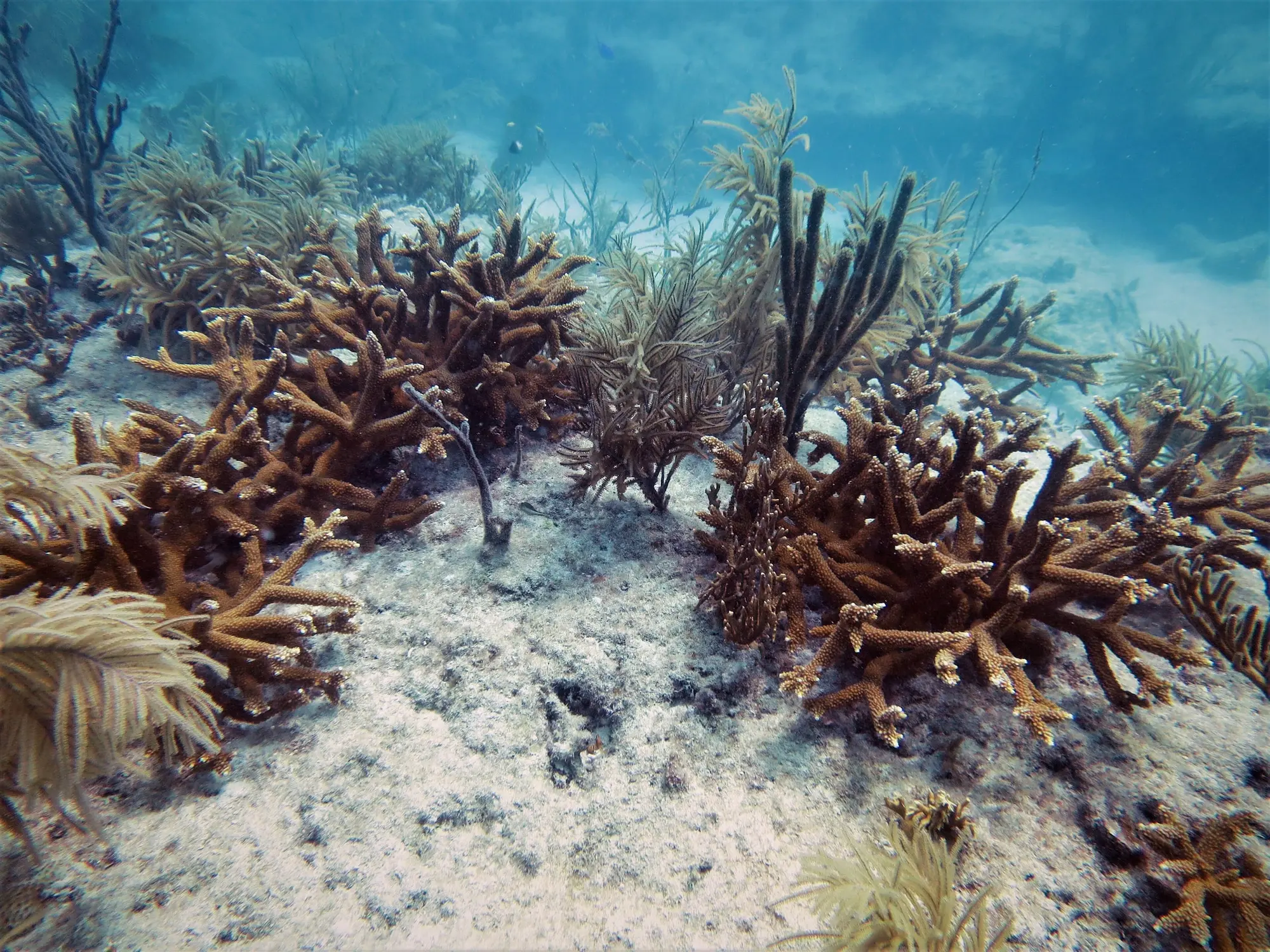 Restored staghorn coral on Looe Key reef in the lower Florida Keys